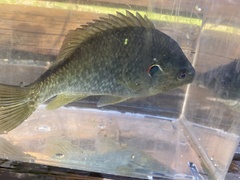 Lepomis microlophus