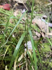 Agrostis perennans