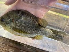 Lepomis microlophus