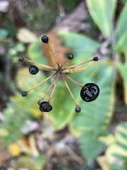 Clintonia
