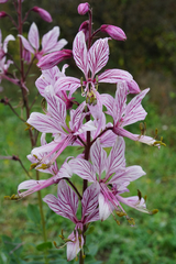 Dictamnus albus