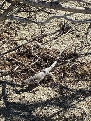 Dipsosaurus dorsalis