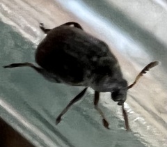 Bruchinae