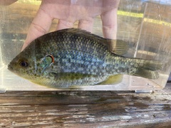 Lepomis microlophus