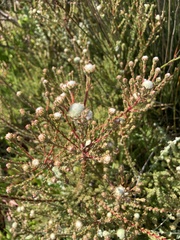 Leucadendron levisanus