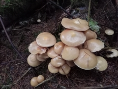 Kuehneromyces mutabilis