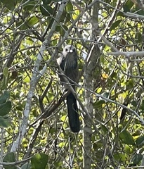 Aphelocoma coerulescens