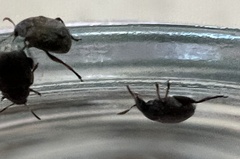 Bruchinae