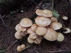 Kuehneromyces mutabilis