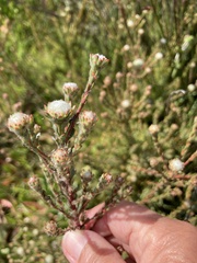 Leucadendron levisanus