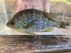 Lepomis microlophus