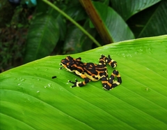 Atelopus varius