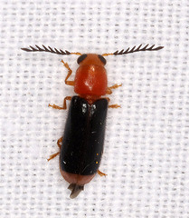 Tenerus