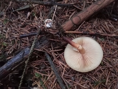 Kuehneromyces mutabilis