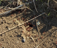 Pogonomyrmex occidentalis