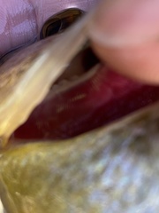 Lepomis microlophus