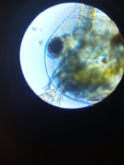 Sididae