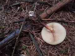 Kuehneromyces mutabilis