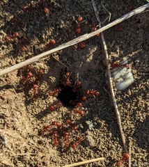Pogonomyrmex occidentalis