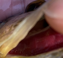Lepomis microlophus