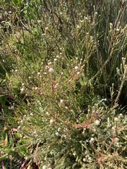 Leucadendron levisanus