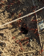 Pogonomyrmex occidentalis