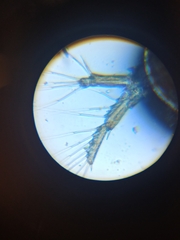 Sididae