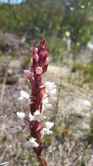 Satyrium acuminatum