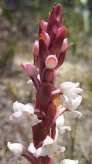 Satyrium acuminatum