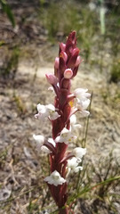 Satyrium acuminatum