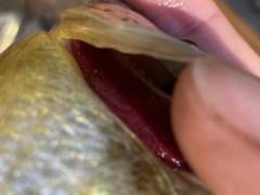 Lepomis microlophus