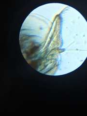 Sididae
