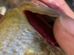 Lepomis microlophus