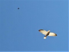 Streptopelia decaocto