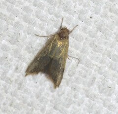 Hemibela