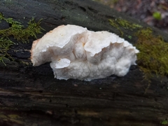 Fuscopostia fragilis