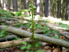 Pyrola media