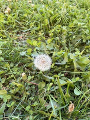 Taraxacum