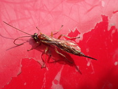Pimplinae