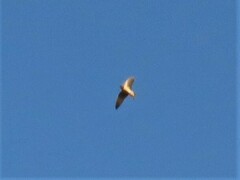 Hirundo rustica