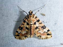 Conchylodes bryophilalis
