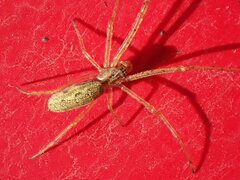 Tetragnatha montana