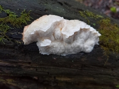 Fuscopostia fragilis