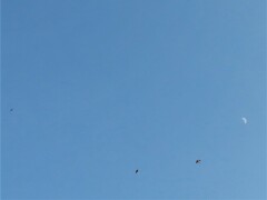 Hirundo rustica