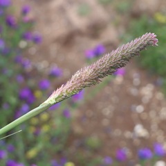 Phalaris aquatica