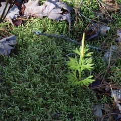 Dendrolycopodium hickeyi