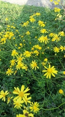 Senecio inaequidens