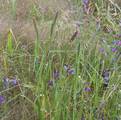 Phalaris aquatica