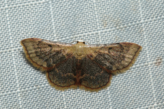 Enispa niviceps
