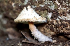 Cystolepiota pulverulenta